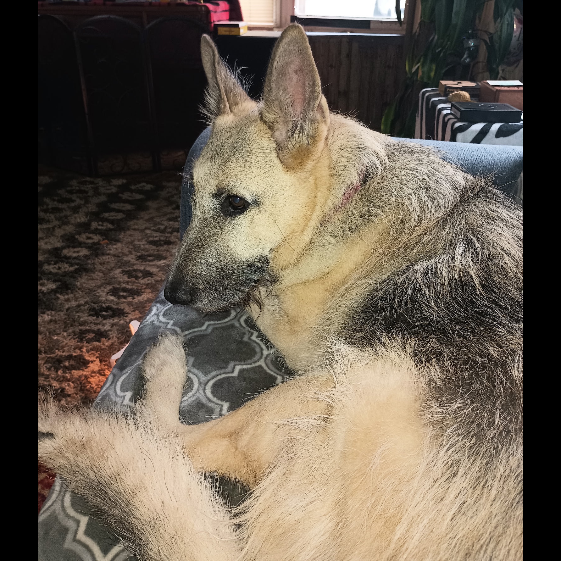 Gigi: Adopt or Forever Foster